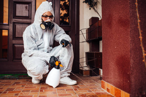 Reliable Wasp Removal contractor in Mansfield Center, MA by Show Me Pest Control